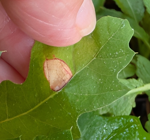 Apiognomonia errabunda, 2026-07-13
