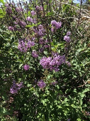 Syringa vulgaris
