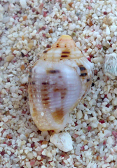 Columbella mercatoria