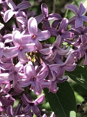 Syringa vulgaris
