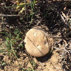 Fungi