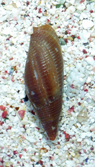Probata barbadensis