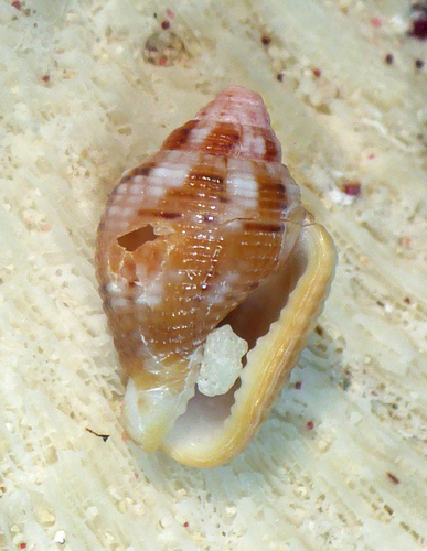 Merchant Dove Shell