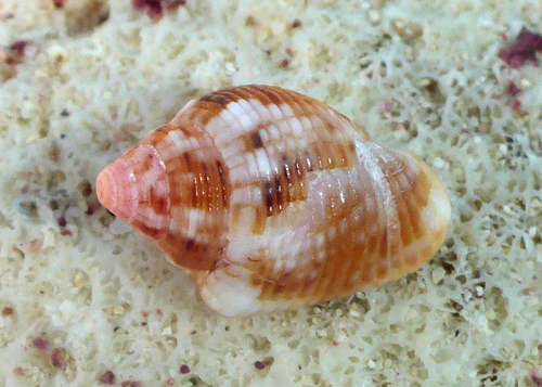 Merchant Dove Shell