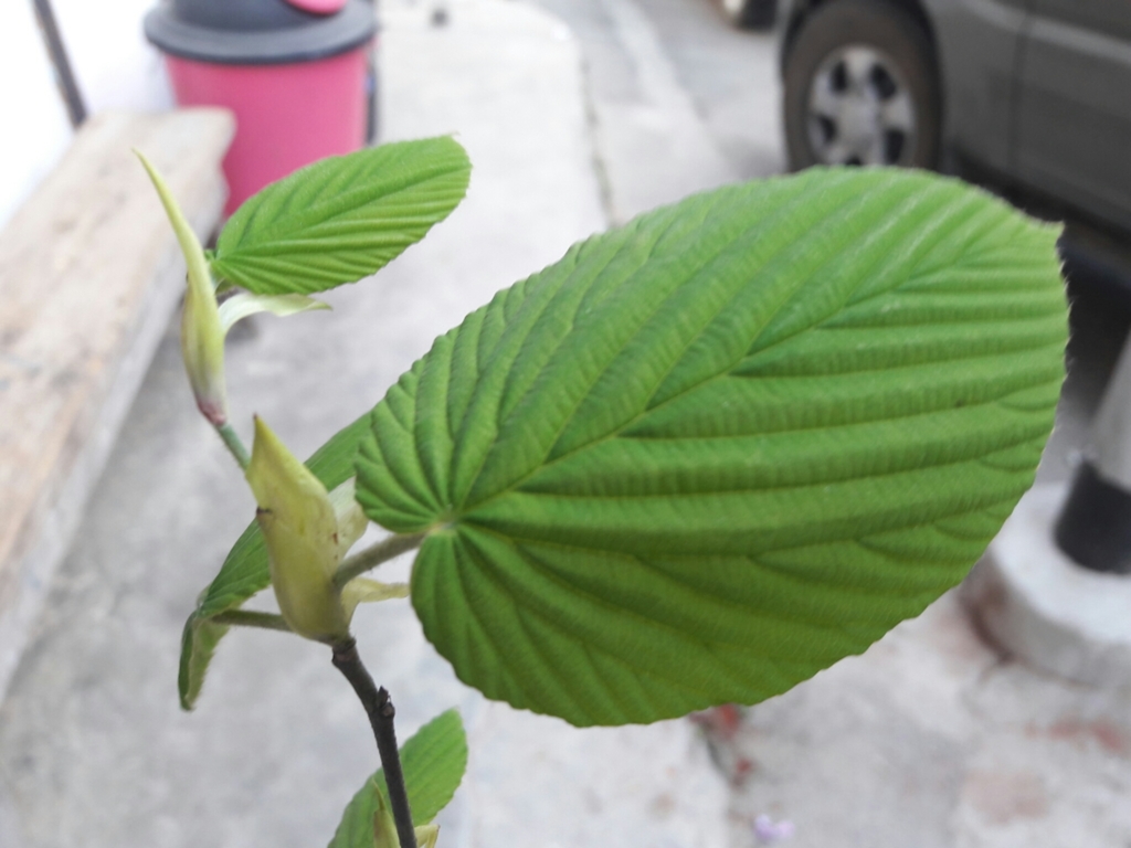 Corylopsis himalayana