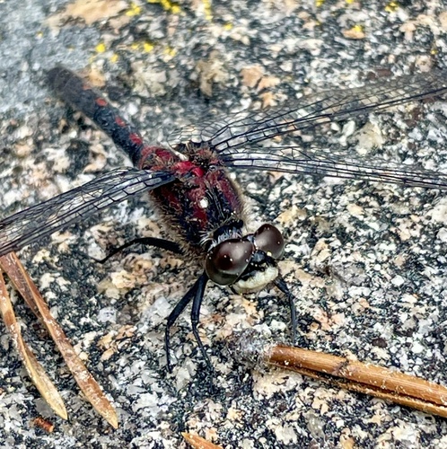 iNaturalist observation photo of Hudsonian Whiteface