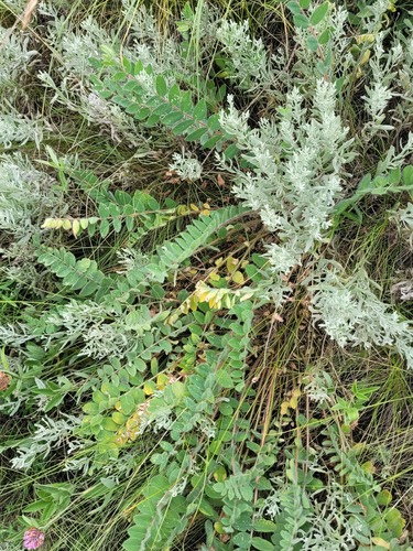 Astragalus exscapus