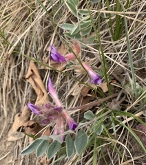 Astragalus shortianus