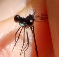 Prodasineura hyperythra