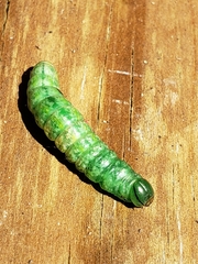 Orthosia hibisci