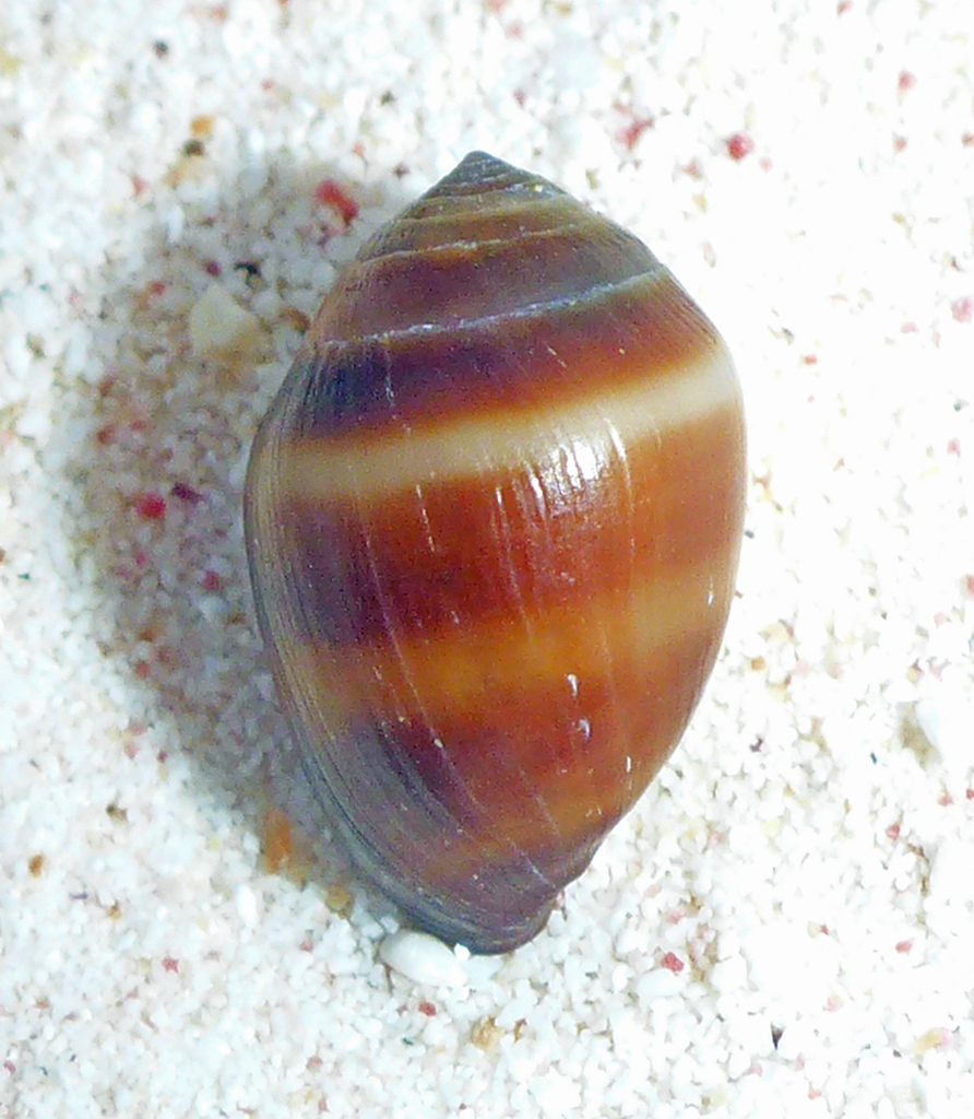 Hollow-shelled Snails