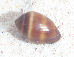 Melampus monile
