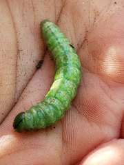 Orthosia hibisci