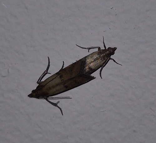 Indian-Meal Moth