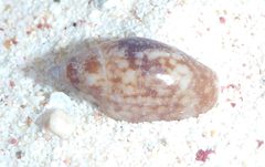Nitidella nitida
