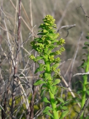 Uromyces pisi-sativi