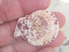 Caribachlamys sentis