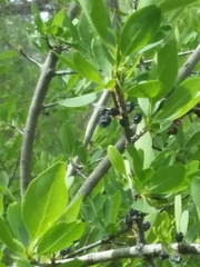 Forestiera pubescens pubescens