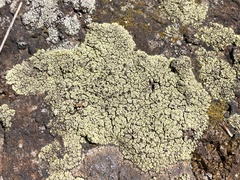 Lecanora argopholis