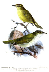Philippine Leaf Warbler photo 4