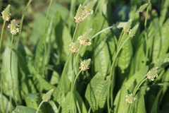 Plantago lanceolata