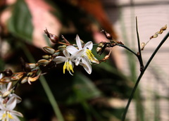 Chlorophytum saundersiae