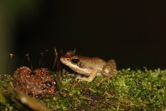 Mantidactylus