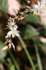 Chlorophytum saundersiae