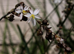 Chlorophytum saundersiae