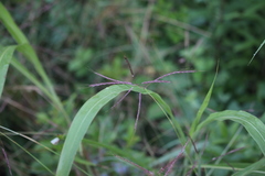 Bothriochloa ischaemum