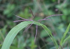 Bothriochloa ischaemum