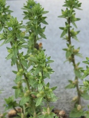Veronica arvensis
