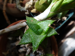Haworthiopsis tessellata