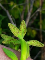 Uromyces pisi-sativi