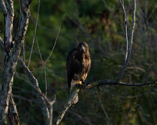 Common Buzzard