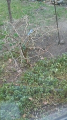 Cyanocitta cristata bromia