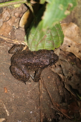 Limnonectes kuhlii
