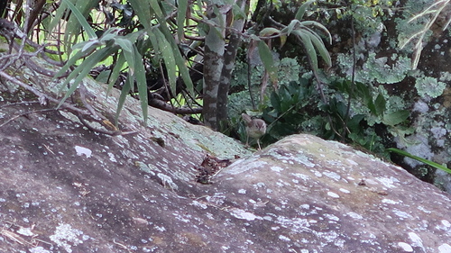 Drakensberg Prinia (Prinia hypoxantha)