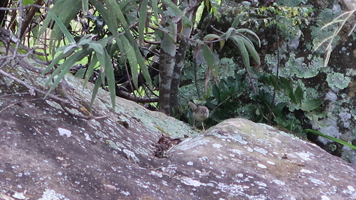 Drakensberg Prinia (Prinia hypoxantha), photo 2