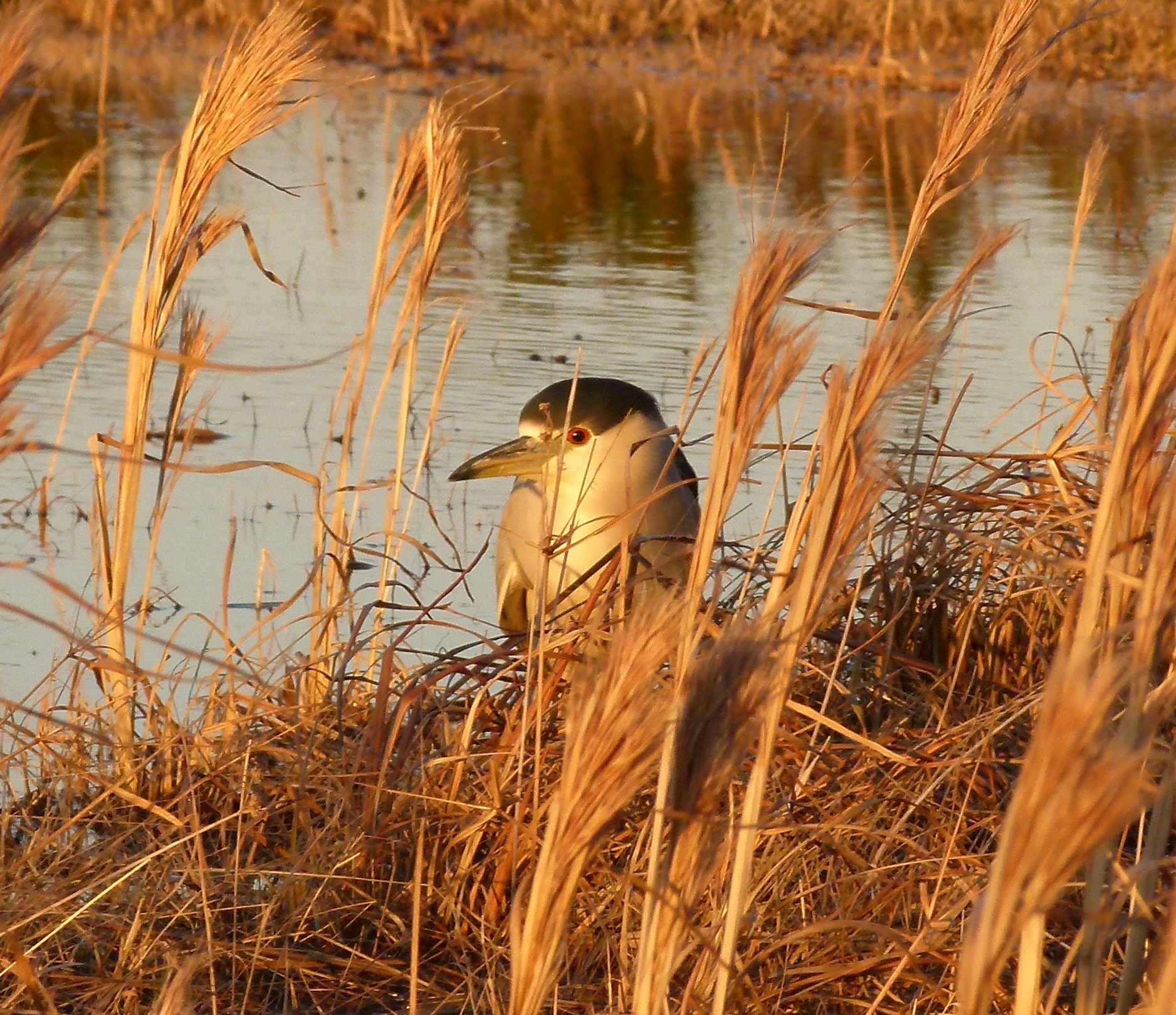 Black-crowned Night Heron