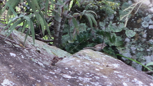 Drakensberg Prinia (Prinia hypoxantha), photo 9