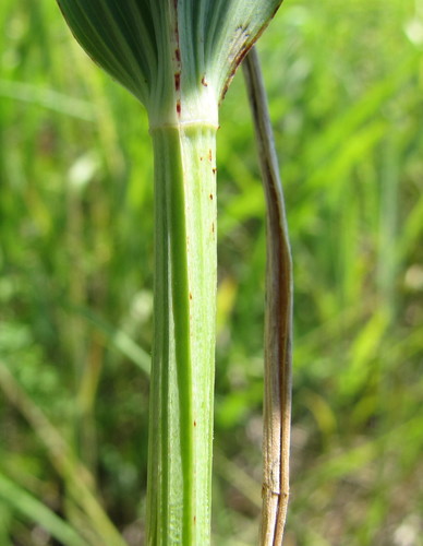 Scented Solomon's-seal