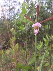 Cleistesiopsis