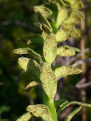 Uromyces pisi-sativi