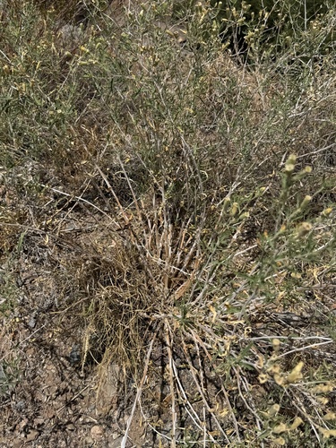 Mentzelia longiloba, photograph 6