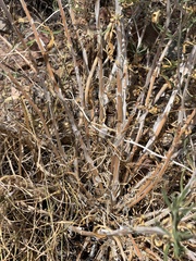 Mentzelia longiloba, photograph (c) Ian McFaul, some rights reserved (CC BY)