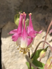 Aquilegia