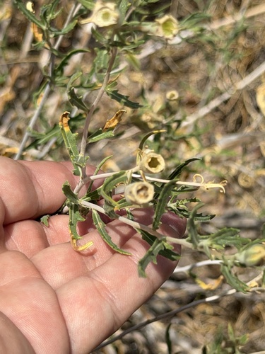 Mentzelia longiloba, photograph 3