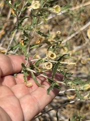 Mentzelia longiloba, photograph (c) Ian McFaul, some rights reserved (CC BY)
