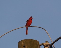 Cardinalis cardinalis